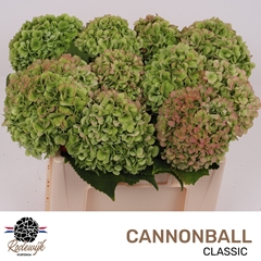 Hydrangea Cannonball Classic 50cm 15-17cm Hd