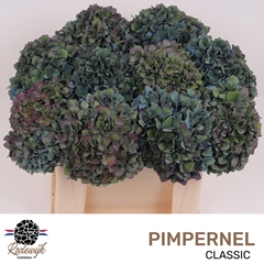 Hydrangea Pimpernel Classic 50cm 18-20cm Hd