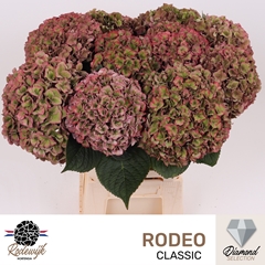 Hydrangea Rodeo Red Classic 60cm 18-20cm Hd