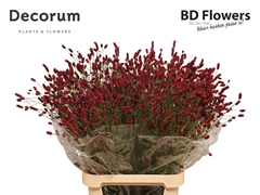 Sanguisorba Officinalis Oriental Dream 100cm