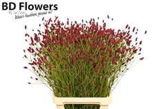 Sanguisorba Officinalis Tough Dream 100cm