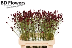 Sanguisorba Officinalis Tough Dream 80cm