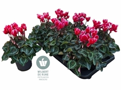Cyclamen Super Serie Allure 12Ø 25cm