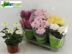 Chrysanth Zembla Mix 15Ø 31cm