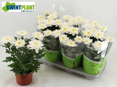 Chrysanth Zembla 15Ø 35cm
