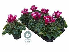 Cyclamen Super Serie Allure 12Ø 25cm