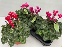Cyclamen Midi Super Serie Macro 12Ø 30cm