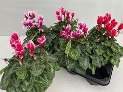 Cyclamen Midi Super Serie Macro 12Ø 30cm