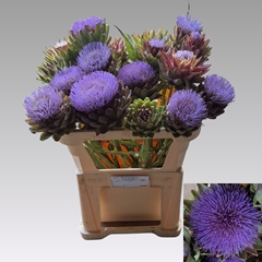 Cynara Green Globe 65cm
