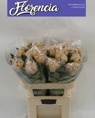 Chrysanth Single Vienna Copper 80cm 160gr.
