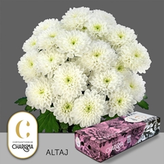 Chrysanth Spray Altaj 70cm 120gr.