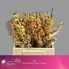 Ilex Verticillata Magical Cresgold 40cm
