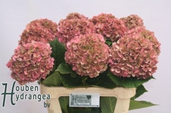 Hydrangea Glowing Alps Classic 80cm 19-21cm Hd