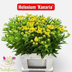 Helenium Kanaria 65cm