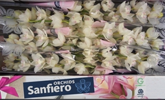 Cymbidium Snowcastle 80cm