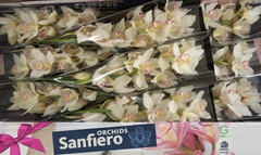 Cymbidium San Everest 60cm