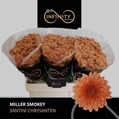 Chrysanth Santini Miller Smokey 55cm 40gr.
