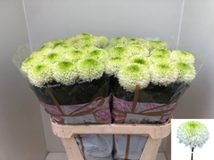 Chrysanth Single Alibaba 80cm 105gr.