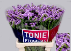 Limonium Sinuatum Tessa Malva 60cm 35gr.