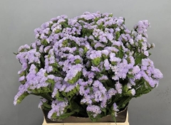 Limonium Sinuatum Tonie Lavender 50cm 25gr.