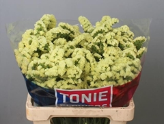 Limonium Sinuatum Yellow Sun Birds 60cm 25gr.
