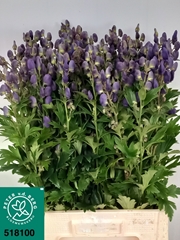 Aconitum Carmichaelii Arendsii 75cm
