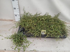 Muehlenbeckia Australis 9Ø 10cm