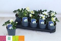 Helleborus Christmas Carol 12Ø 18cm