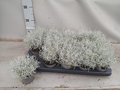 Leucophyta Brownii Challenge 9Ø 15cm