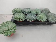 Echeveria Mix 12Ø 15cm
