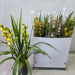Cymbidium Mixed 14Ø 85cm 4st