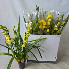 Cymbidium Mixed 14Ø 80cm 3st