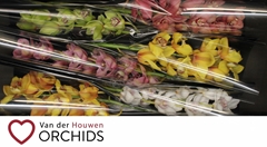 Cymbidium Mix 70cm
