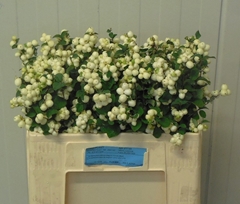 Symphoricarpos Magical Lemon And Lime 50cm