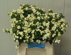 Symphoricarpos Magical Lemon And Lime 40cm
