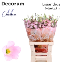 Eustoma Single Botanic Pink 60cm