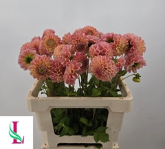 Dahlia L.a.t.e. 55cm