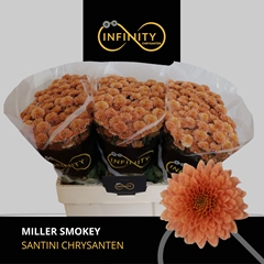 Chrysanth Santini Miller Smokey 55cm 40gr.