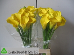 Zantedeschia Captain Solo 65cm