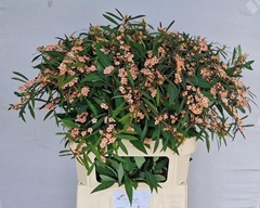 Euphorbia Fulgens Spray Fire King 80cm 15cm Hd