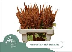 Amaranthus Cruentus Hot Biscuits 60cm