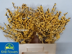 Ilex Verticillata Magical Citronella 60cm