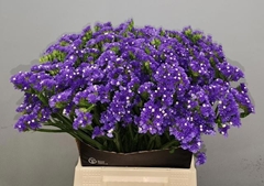 Limonium Sinuatum Crystal Dark Blue 50cm 20gr.