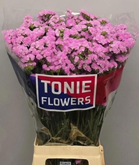 Limonium Sinuatum Rosella Sun Birds 80cm 65gr.