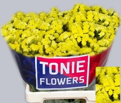 Limonium Canary Sun Birds 70cm 20gr.