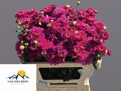 Chrysanth Spray Blenda Purper 50cm 40gr.