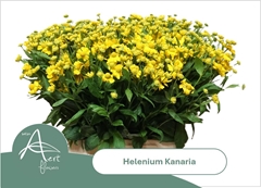 Helenium Kanaria 60cm