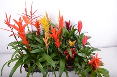 Bromelia Mix 9Ø 15cm