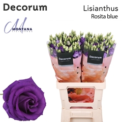 Eustoma Double Rosita Blue 70cm