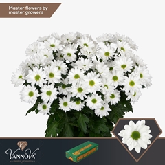 Chrysanth Spray Chic 70cm 95gr.